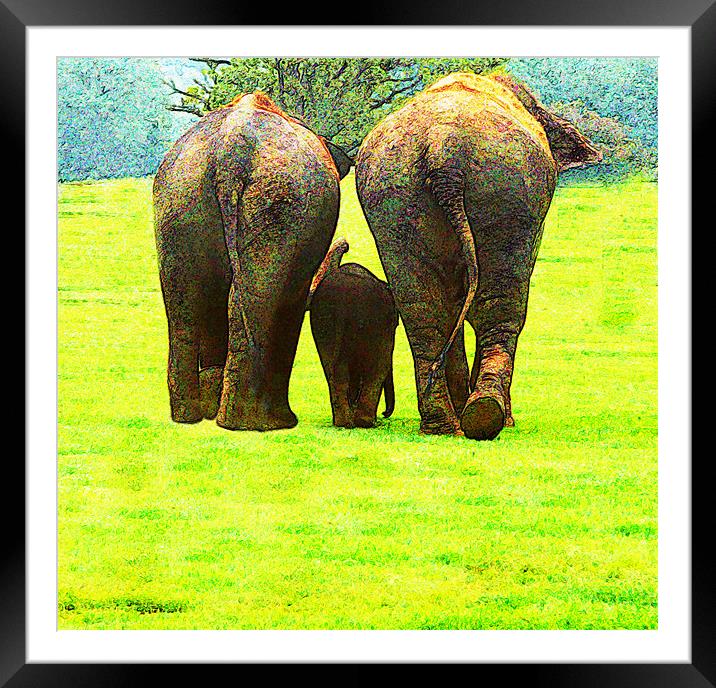 Elephants Framed Mounted Print by Ian Jeffrey