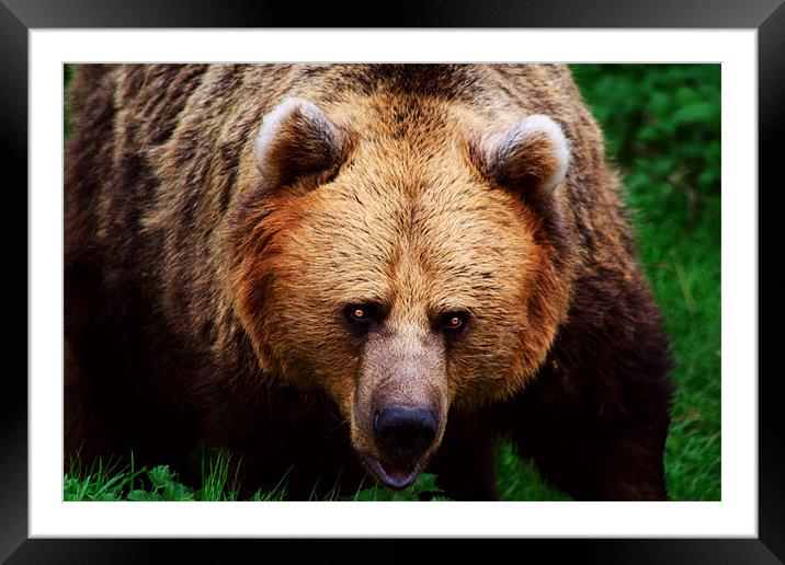 Brown Bear Framed Mounted Print by Ian Jeffrey