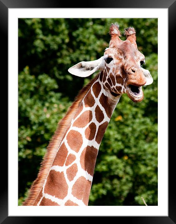 Giraffe Framed Mounted Print by Ian Jeffrey