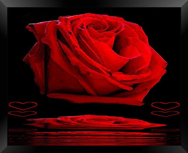 Red Rose Framed Print by Ian Jeffrey