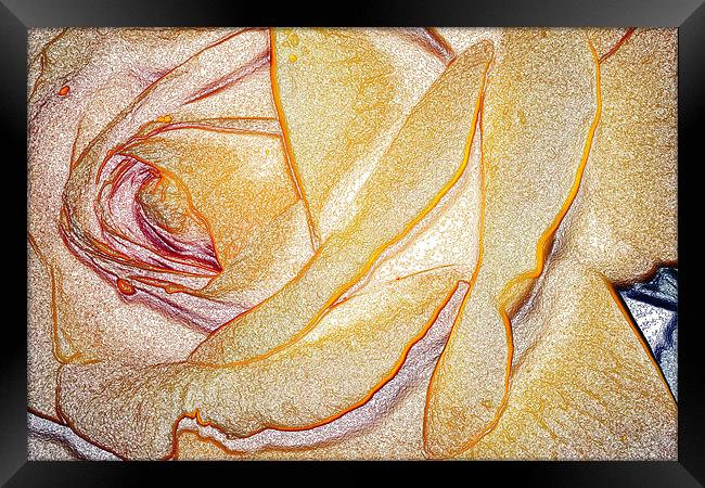 Yellow Rose Framed Print by Ian Jeffrey