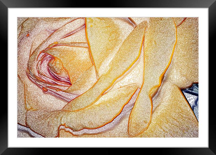 Yellow Rose Framed Mounted Print by Ian Jeffrey