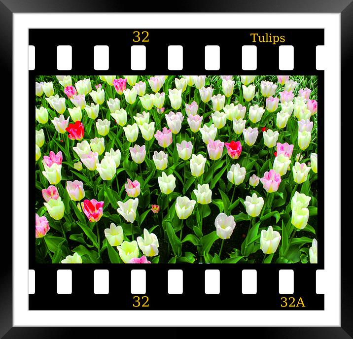 Tulips On Film Framed Mounted Print by Ian Jeffrey