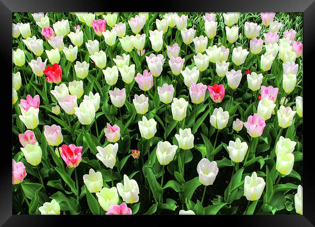 Tulips Framed Print by Ian Jeffrey