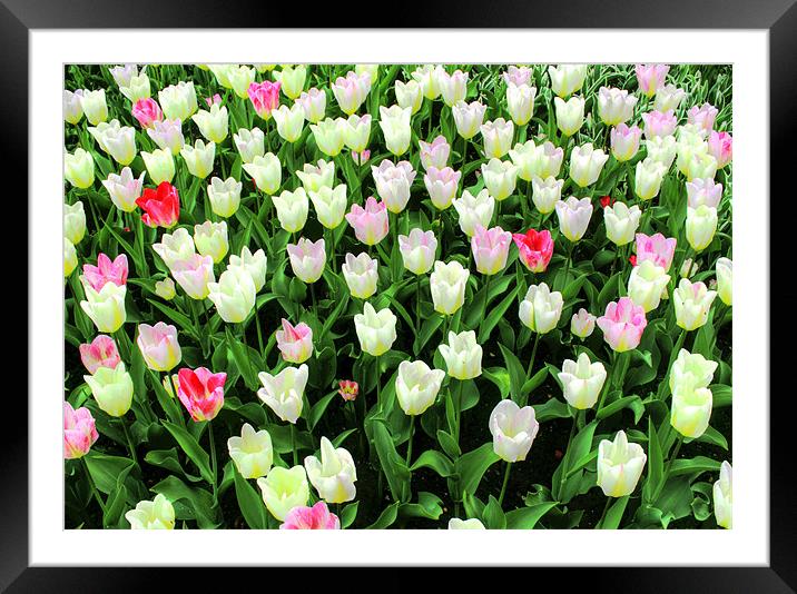 Tulips Framed Mounted Print by Ian Jeffrey