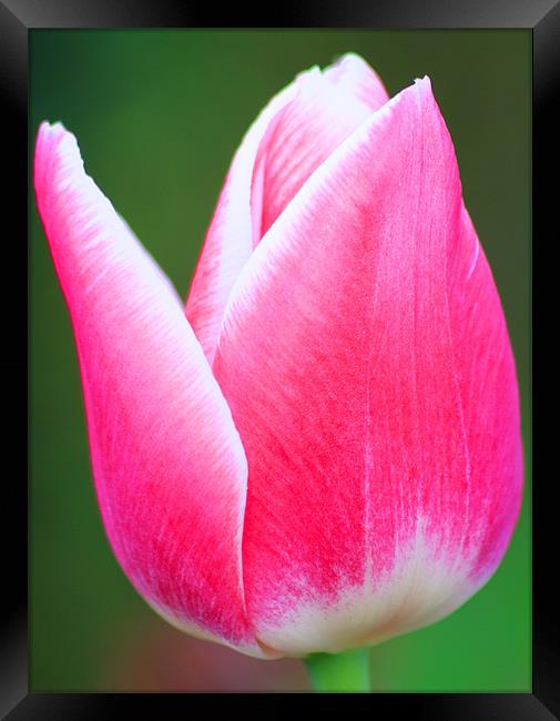 Red and White Tulip Framed Print by Ian Jeffrey