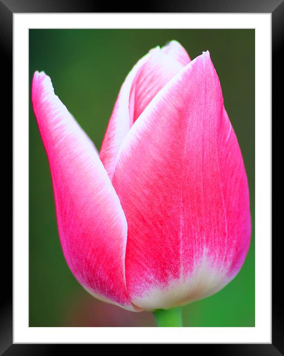 Red and White Tulip Framed Mounted Print by Ian Jeffrey
