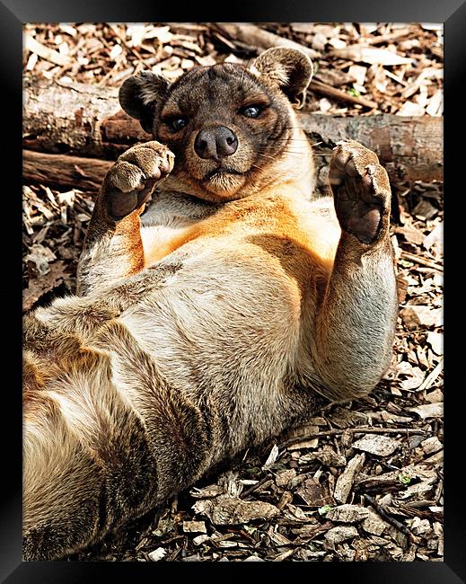 Layed Back Fossa Framed Print by Ian Jeffrey