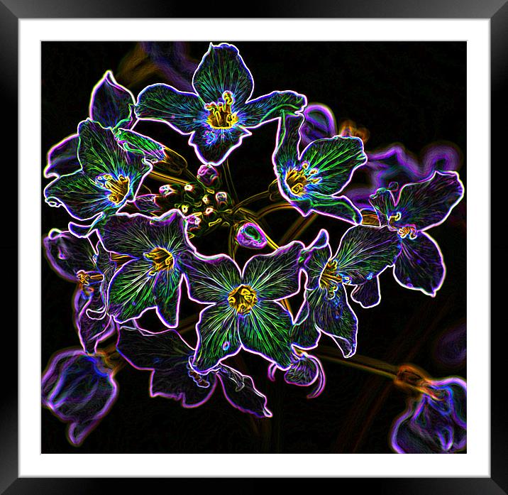 Neon Petals Framed Mounted Print by Ian Jeffrey