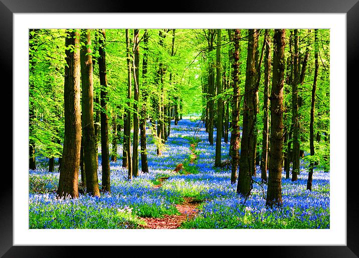 Bluebell Pathway Framed Mounted Print by Ian Jeffrey