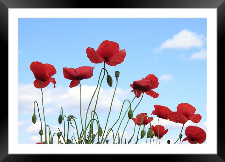 Poppies in the sky Framed Mounted Print by Ian Jeffrey