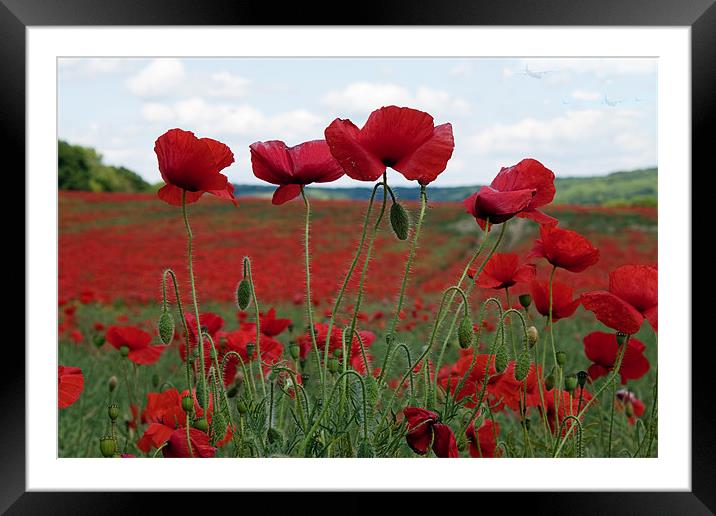 Poppy Field Framed Mounted Print by Ian Jeffrey