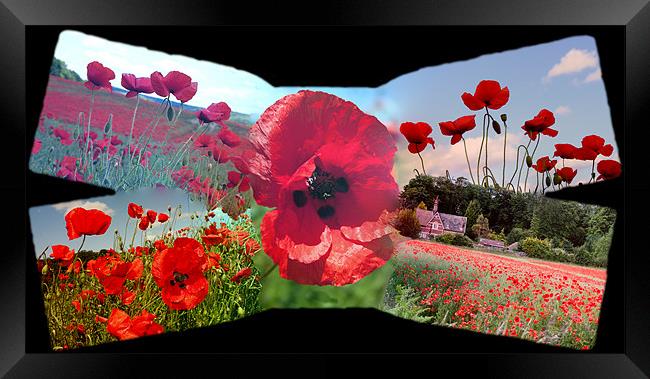 Poppy Field Framed Print by Ian Jeffrey