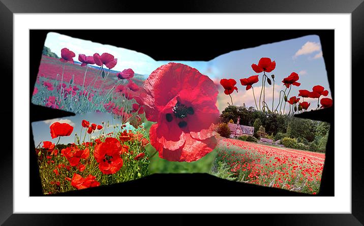Poppy Field Framed Mounted Print by Ian Jeffrey