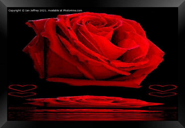 Red Rose Framed Print by Ian Jeffrey