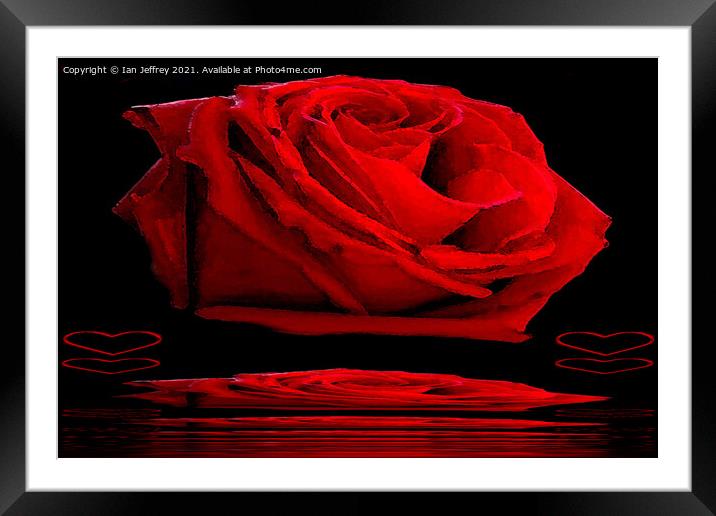 Red Rose Framed Mounted Print by Ian Jeffrey