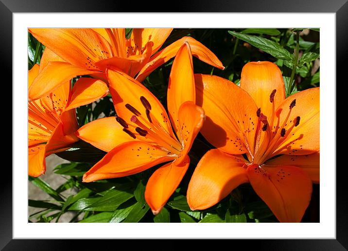 Orange Lilies Framed Mounted Print by Ian Jeffrey