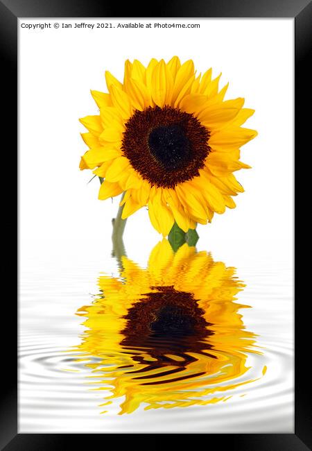 Sunflower Reflection Framed Print by Ian Jeffrey