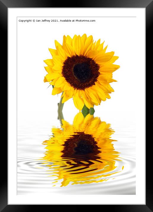Sunflower Reflection Framed Mounted Print by Ian Jeffrey