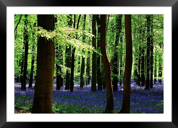 Sunshine Through The Canopy Framed Mounted Print by Ian Jeffrey