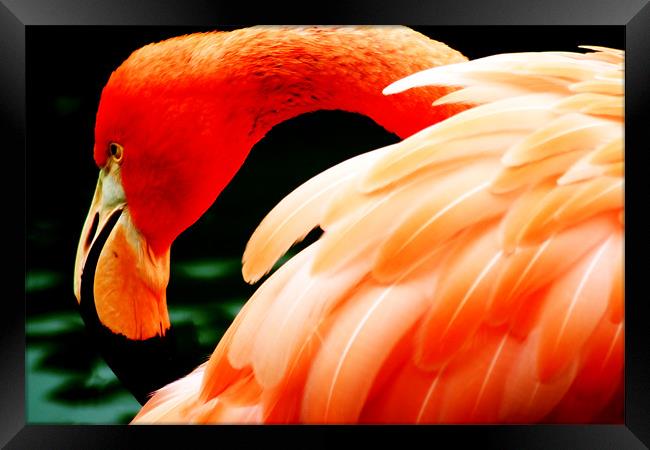 Flamingo Framed Print by Ian Jeffrey