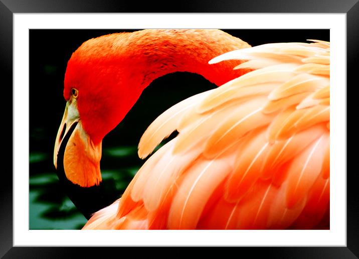 Flamingo Framed Mounted Print by Ian Jeffrey