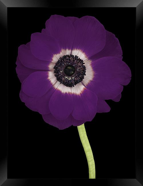 Purple Framed Print by Nic Christie