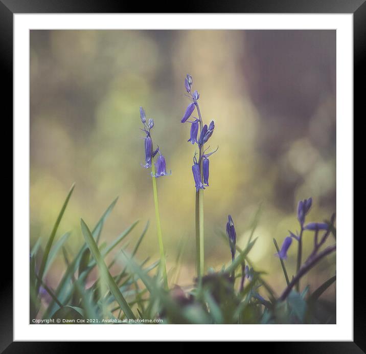Bluebells Framed Mounted Print by Dawn Cox