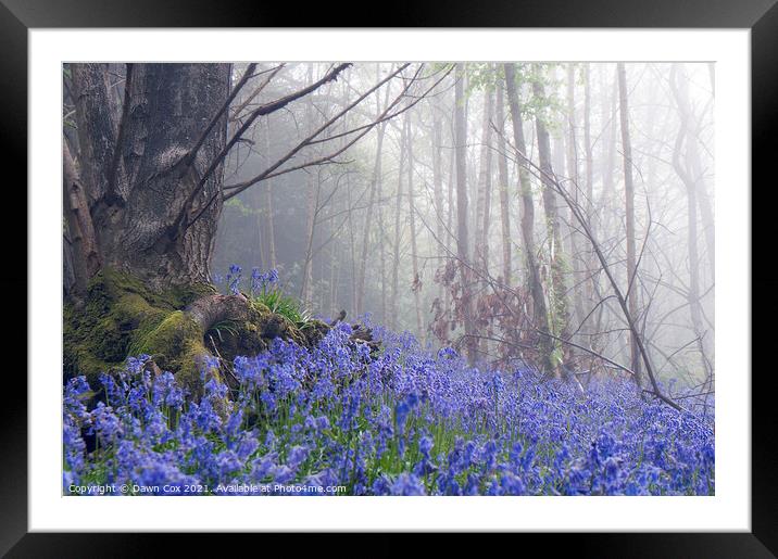 Beautiful Bluebell Wood Framed Mounted Print by Dawn Cox