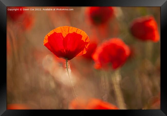 Vibrant Poppy Framed Print by Dawn Cox