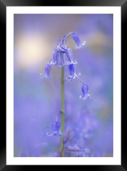 Bluebell flowers  Framed Mounted Print by Dawn Cox