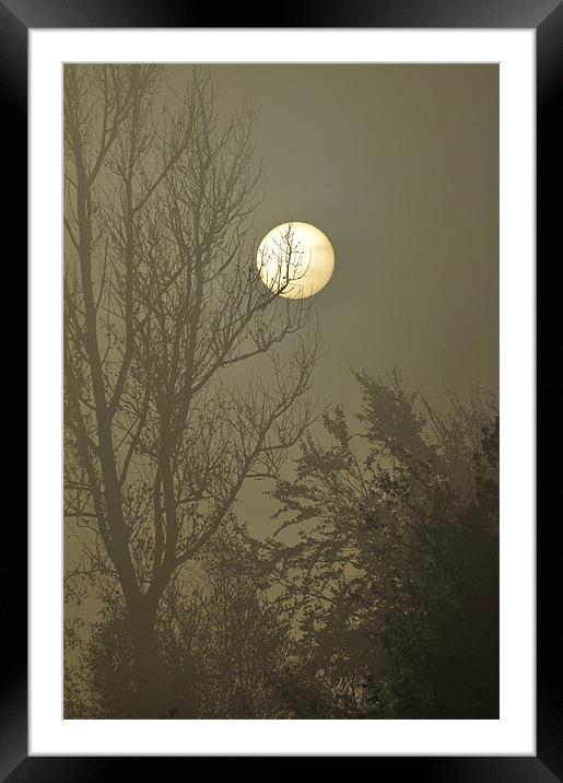 moonlit Framed Mounted Print by Dawn Cox