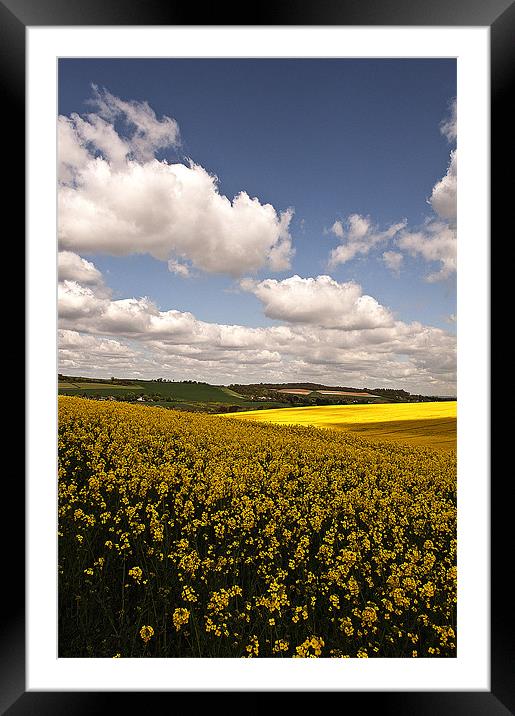 Fields of Gold Framed Mounted Print by Dawn Cox