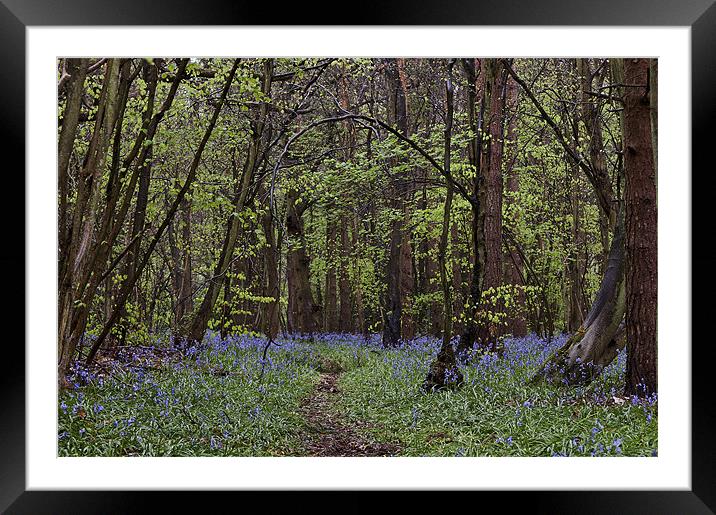 Enchanted Woods Framed Mounted Print by Dawn Cox