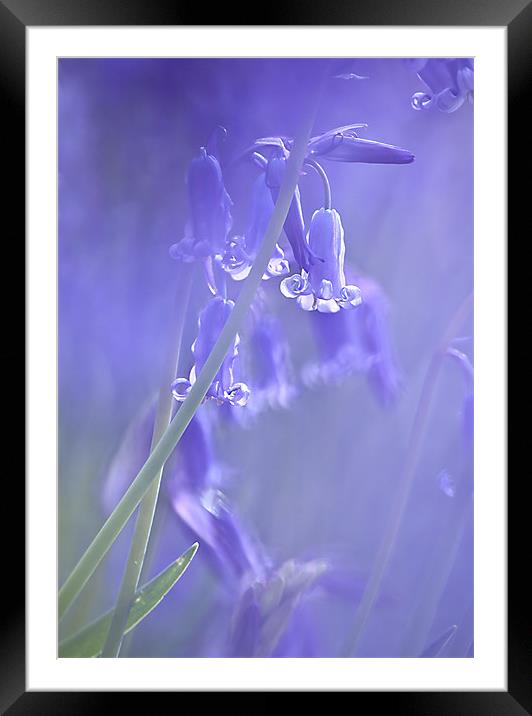 Bluebells Framed Mounted Print by Dawn Cox
