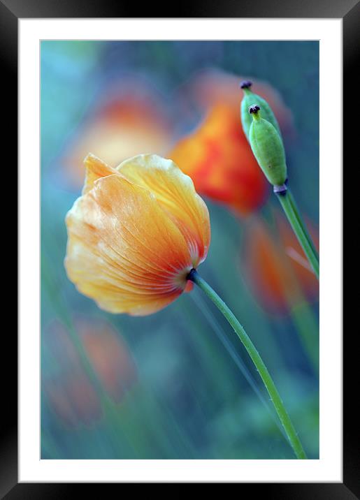 Natures Colours Framed Mounted Print by Dawn Cox