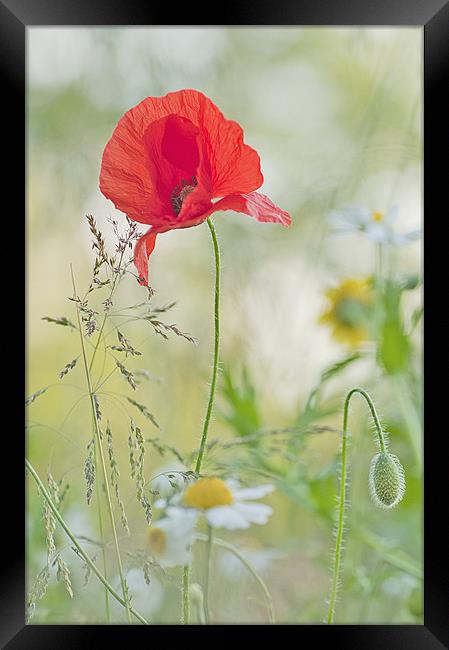 Meadow flowers Framed Print by Dawn Cox