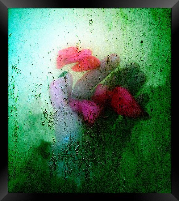 Hand holding rose petals Framed Print by Dawn Cox