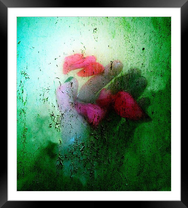 Hand holding rose petals Framed Mounted Print by Dawn Cox