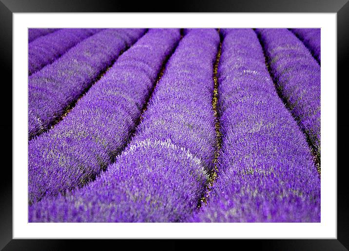 Lavender Field Framed Mounted Print by Dawn Cox