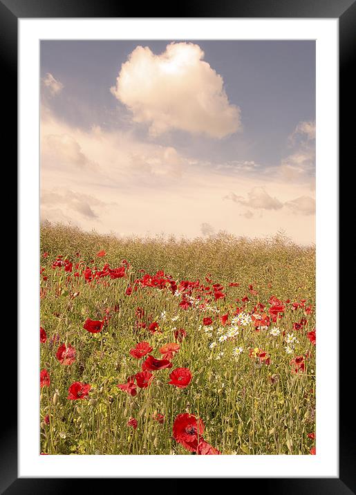 Poppy field, Eynsford, Kent Framed Mounted Print by Dawn Cox