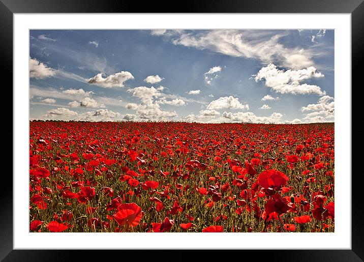 Glorious Poppies Framed Mounted Print by Dawn Cox