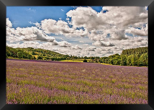 Lavender Field , Kent Framed Print by Dawn Cox
