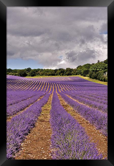 Lavender Field , Kent Framed Print by Dawn Cox