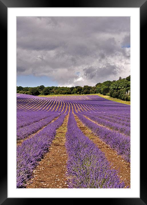 Lavender Field , Kent Framed Mounted Print by Dawn Cox