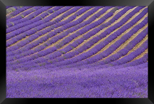 Field of Lavender Framed Print by Dawn Cox