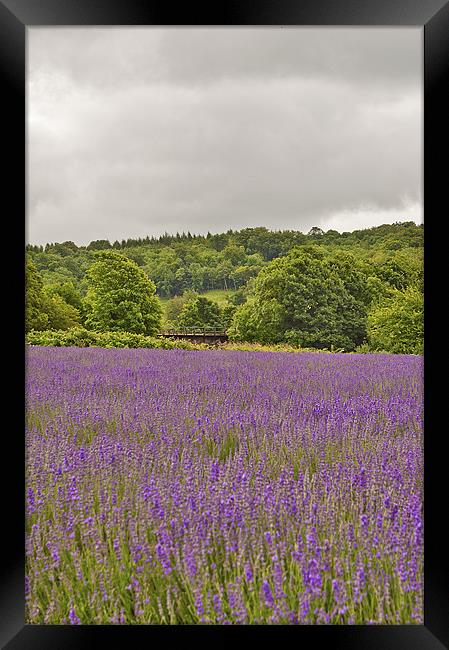 Lavender as far as the eye can see Framed Print by Dawn Cox
