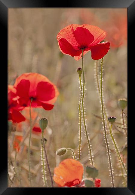 Early morning light on Poppies Framed Print by Dawn Cox