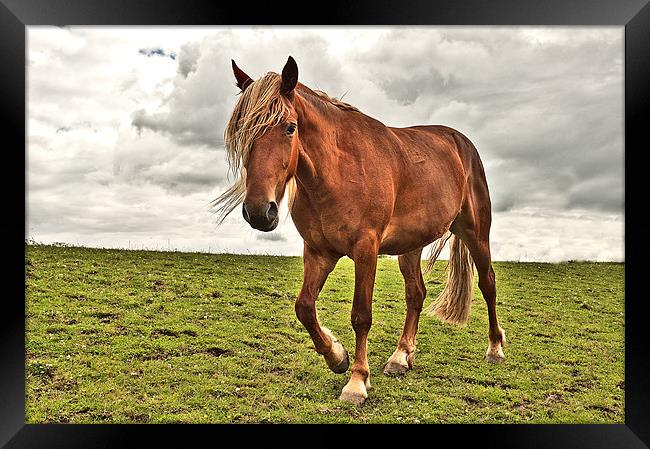 Horse in a Field Framed Print by Dawn Cox