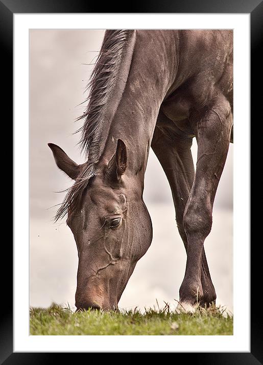 Black Beauty Framed Mounted Print by Dawn Cox
